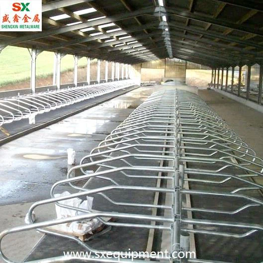 Cow Free Stall Cubicle